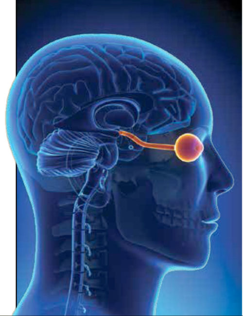 EyeBrain Research Advances Vision Lights the Brain UCSF Department