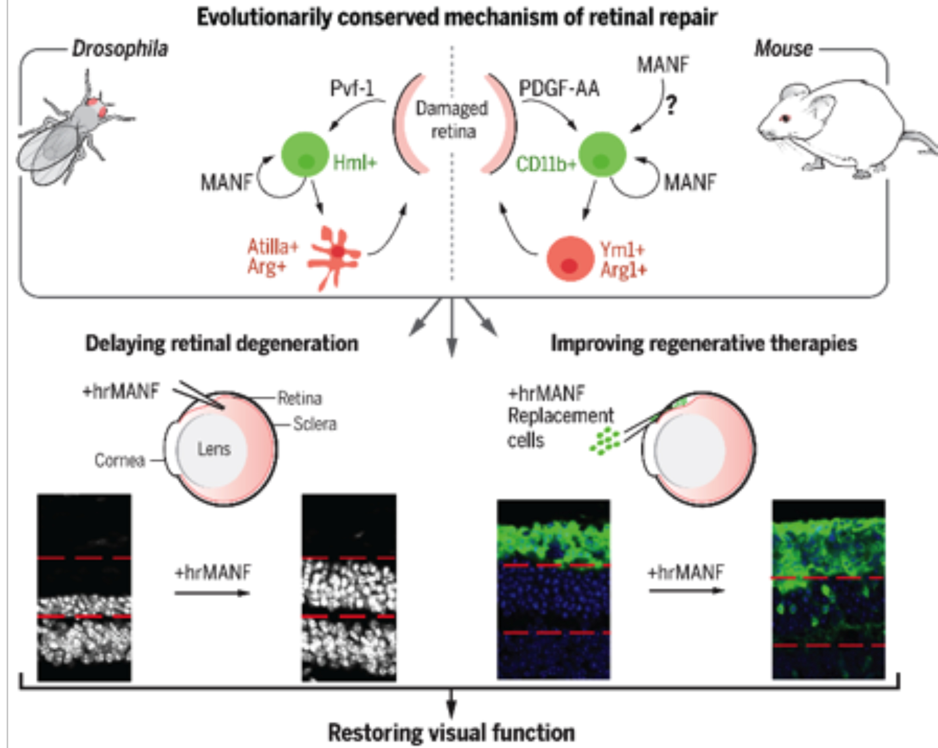 Lamba Lab Lamba Lab - Research - UCSF Department of Ophthalmology