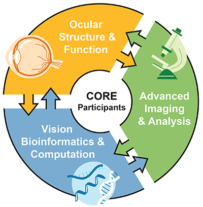 Diagram showing CORE grant modules in ocular research areas.